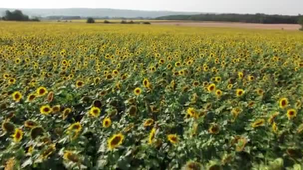 Saint Philibert Bourgogne Franche Comt Fransa Daki Bir Ayçiçeği Tarlasının — Stok video