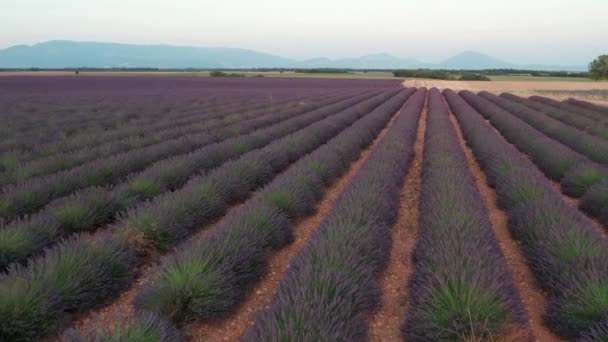 Luftaufnahme Eines Lavendelfeldes Goldener Stunde Bei Valensole Provence Frankreich — Stockvideo