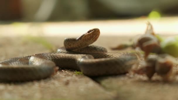 緑の庭で草のヘビのクローズアップ動物のちらつき舌 — ストック動画