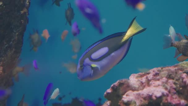 Blue Tang Simning Sendai Umino Mori Akvarium Japan Närbild — Stockvideo