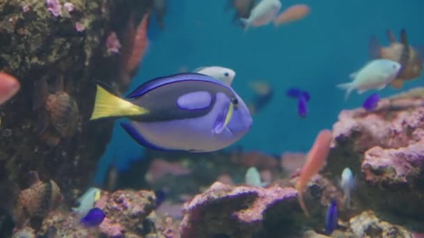 在日本仙台的水族馆里 蓝汤鱼和其他色彩艳丽的鱼在游动 关门了 — 图库视频影像