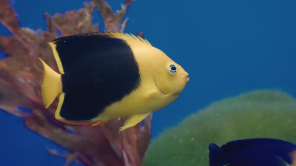Rock Beauty Vissen Zwemmen Het Sendai Umino Mori Aquarium Japan — Stockvideo