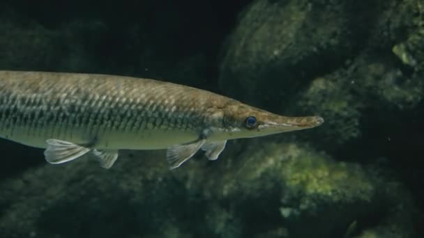 Zicht Gevlekte Tandwielen Bij Sendai Umino Mori Aquarium Japan Close — Stockvideo