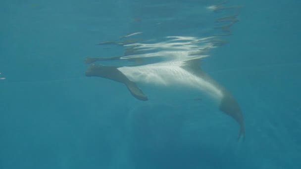 Дельфин Commerson Swimming Water Tank Sendai Umino Mori Aquarium Japan — стоковое видео