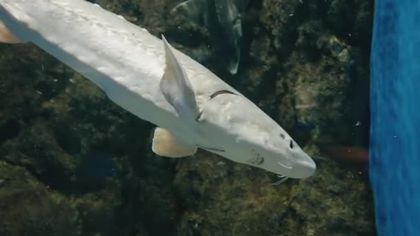 Sturgeons Simning Sendai Umino Mori Akvarium Japan Närbild — Stockvideo