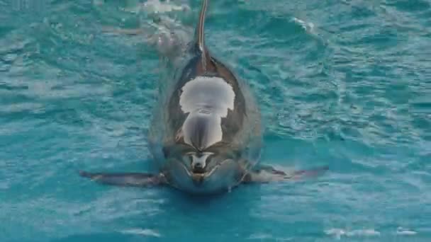 Delfin Macht Einen Rückwärtssalto Sendai Umino Mori Aquarium Japan Aus — Stockvideo