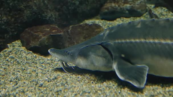 Fotografía Recortada Esturión Japonés Nadando Bajo Agua Acuario Sendai Umino — Vídeos de Stock