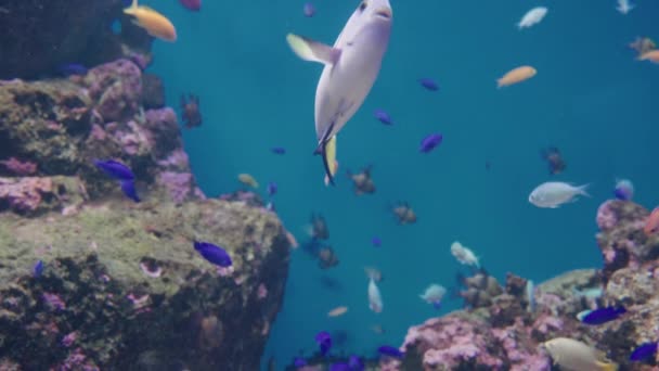 在日本仙台的Uminomori水族馆岩石边游泳的热带鱼 — 图库视频影像