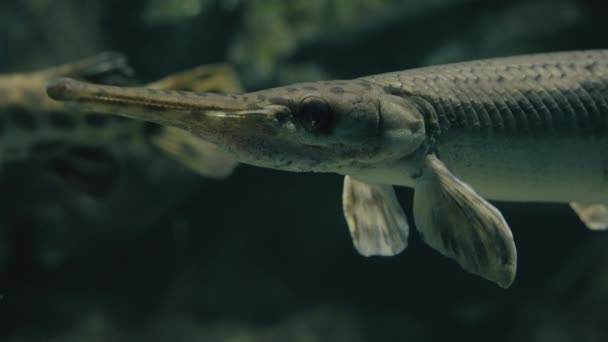 Prodloužená tlama skvrnitých krevních ryb v akváriu Sendai Umino-Mori v japonském Miyagi. - Closeup