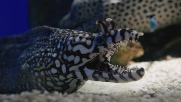 Närbild Dragon Moray Eel Öppnar Sin Mun Ett Akvarium Leopard — Stockvideo