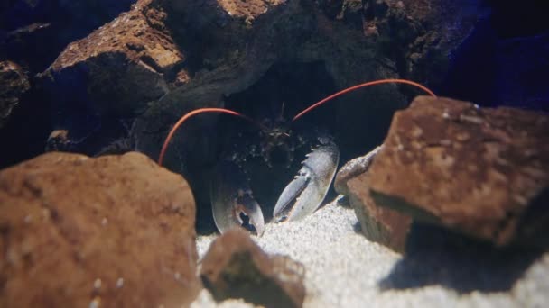 Langosta Escondida Cueva Bajo Agua Primer Plano — Vídeo de stock