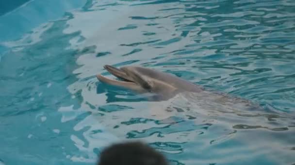 Delfin Efter Sin Tränare Vid Kanten Poolen Uminomori Aquarium Japan — Stockvideo