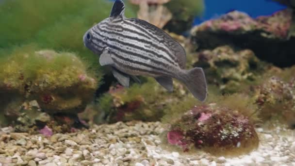 Poisson Haut Forme Nageant Dans Aquarium Umino Mori Sendai Japon — Video