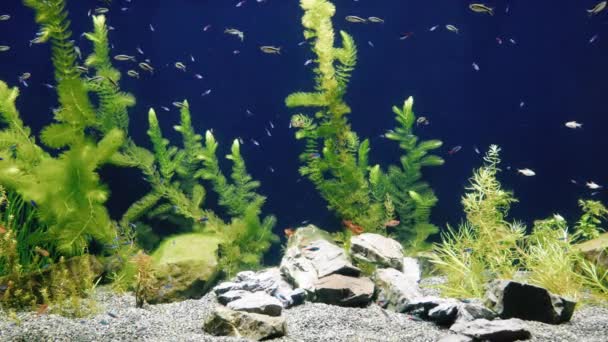 Mooie Zoetwatervissen Zwemmen Door Waterplanten Het Umino Mori Aquarium Sendai — Stockvideo