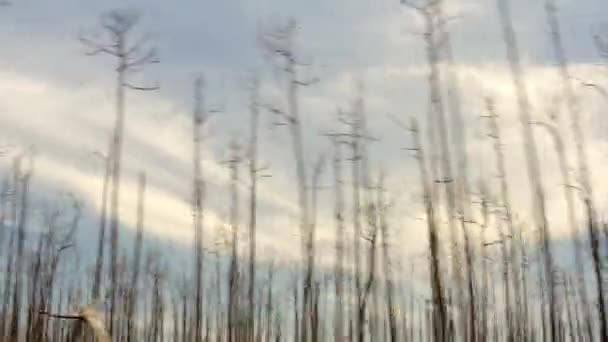 Голые Деревья Лес Сельской Местности Острова Гранд Багама Последствия Урагана — стоковое видео