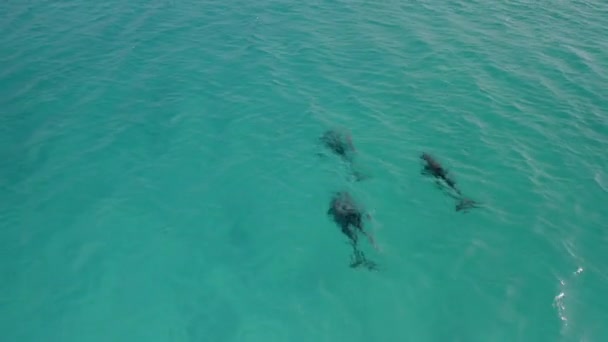 Delfini Che Nuotano Acqua Mare Tropicale Turchese Vista Aerea Dall — Video Stock