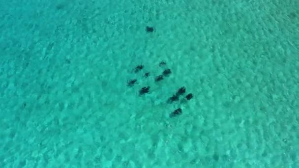 Top Aerial View Πυρετός Των Stingrays Κολύμβηση Ένα Τυρκουάζ Καραϊβική — Αρχείο Βίντεο