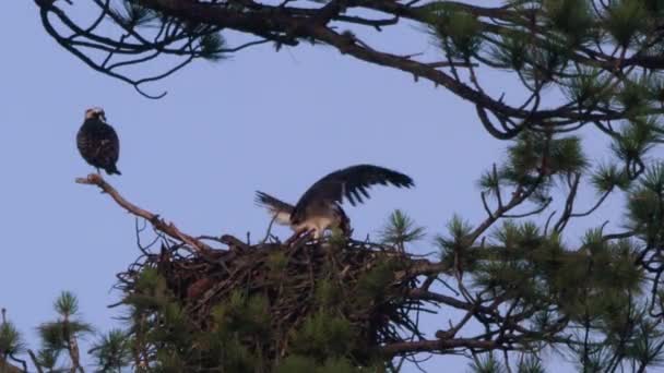 Sobecký Osprey Hnízdě Zatímco Jiný Dívá Větve — Stock video