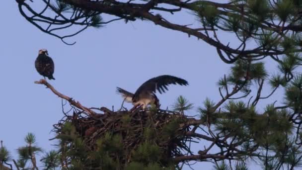 Önző Osprey fészekben eszik, míg egy másik egy ágon őrködik..