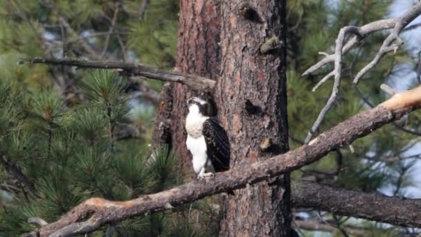 Osprey Usiadł Gałęzi Porusza Głową Obserwując Okolicę — Wideo stockowe