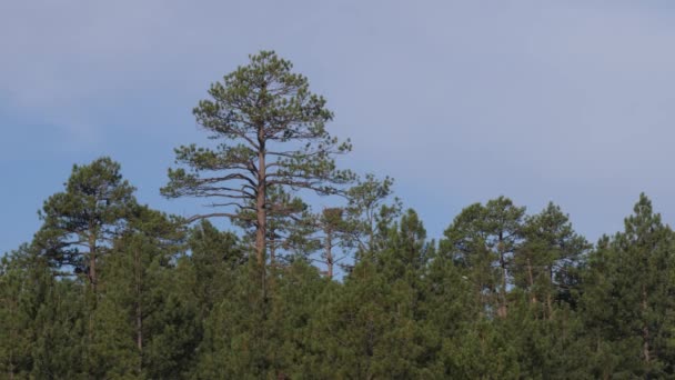 Centrado Grande Pinheiro Ponderosa Osprey Voa Passado Graciosamente Dia Azul — Vídeo de Stock