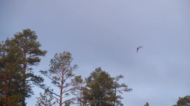 Osprey Flies Camera Straight Horizon Disappearing Forest Trees — Stock Video