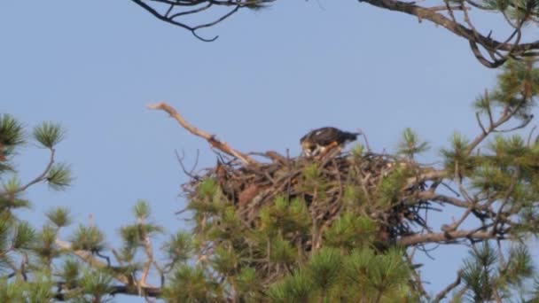 Solitario Falco Pescatore Guarda Intorno Con Attenzione Mentre Mangia — Video Stock