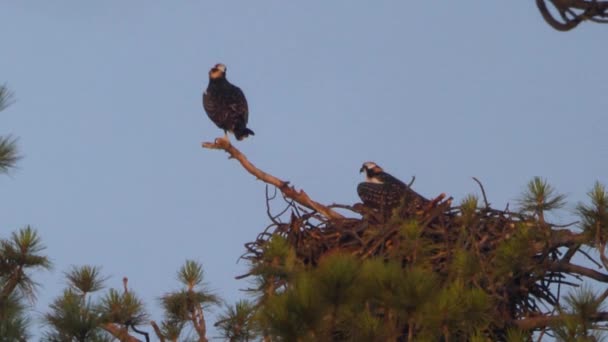 Kora reggeli látvány két osprey közös fészket.