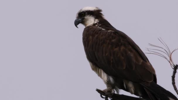 Lähellä Osprey Harmaana Aamuna Katsomassa Ympäröivää Aluetta — kuvapankkivideo