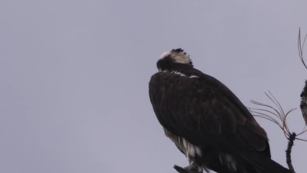 Osprey Posado Una Mañana Gris Tormentosa Mirando Alrededor Nerviosamente — Vídeo de stock