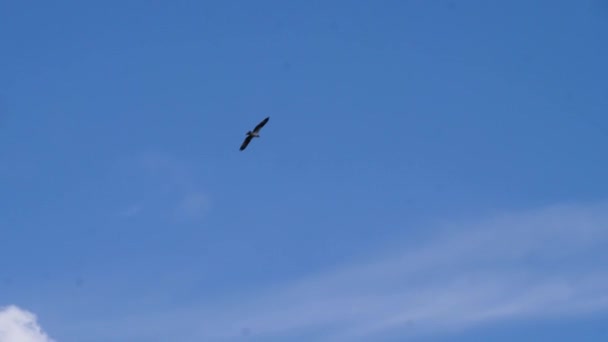 Osprey átrepül a kék égen és mögötte fehér felhők..