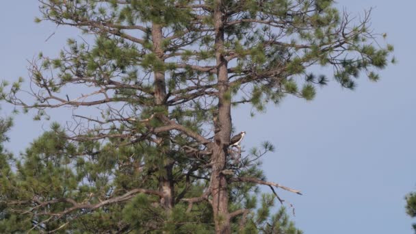 Osprey Σκαρφαλωμένο Ένα Κλαδί Πεύκου Ponderosa Που Βλέπει Στο Πλάι — Αρχείο Βίντεο