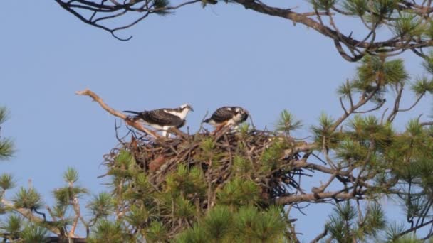 Ein Fischadlerpaar Streitet Einem Nest Bevor Einer Von Ihnen Davonfliegt — Stockvideo