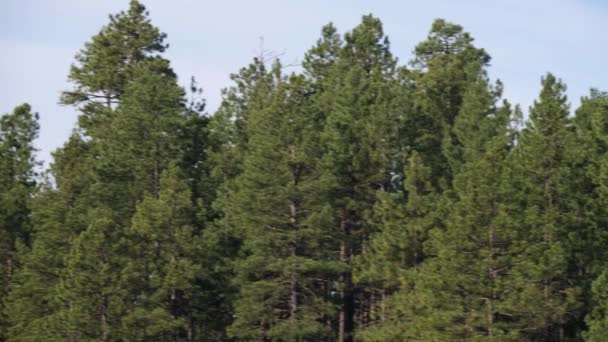 Osprei Vliegt Door Top Van Bomen Laat Zijn Grote Spanwijdte — Stockvideo