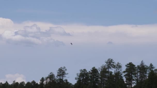 Osprey Vliegen Aan Horizon Boven Het Bos Verte — Stockvideo