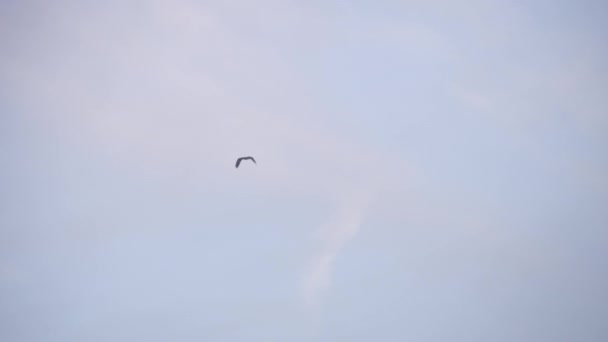 Par Ospreys Flyger Himlen Med Varandra — Stockvideo