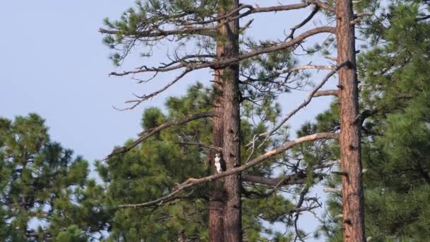 Osprey Duduk Dengan Tenang Cabang Pohon Pinus Ponderosa Bertengger Hampir — Stok Video