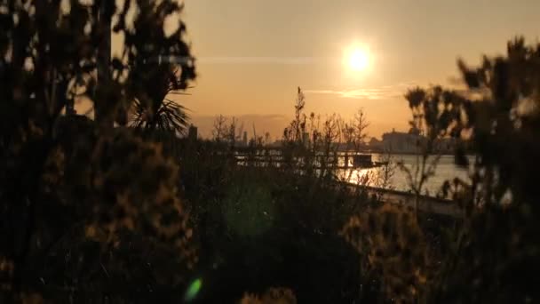 風に揺れる植物を背景に海港を背景に撮影されたオレンジの夕日 — ストック動画