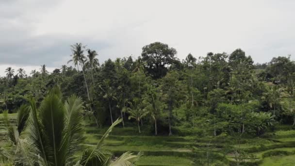 Bali Rice Field Drone — Stock Video