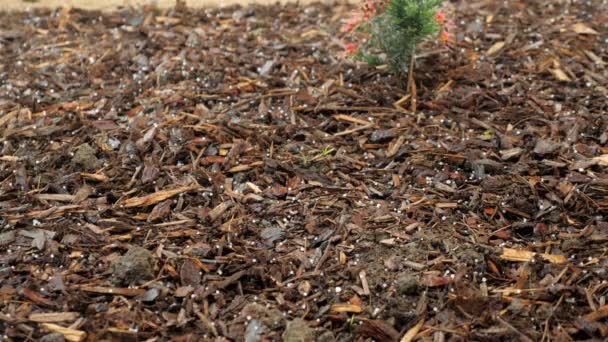 Sluiten Omhoog Hagel Vallen Bruin Schors Tuin Tijdens Zware Winter — Stockvideo