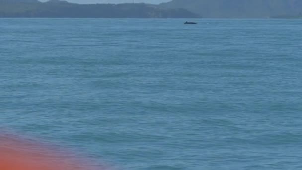 Slow Motion Humpback Whale Bryta Avstånd Från Kusten Queensland Dent — Stockvideo