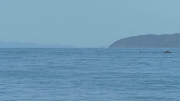 Oppervlak Van Koraalzee Met Bultrug Walvissen Trekken Onder Het Zonlicht — Stockvideo