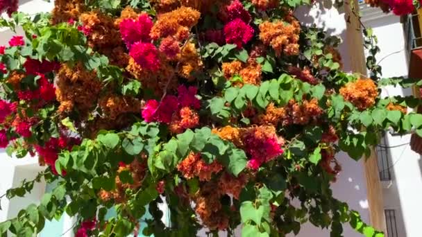 マルベージャ旧市街の背の高い茂みの上にピンクのブーゲンビリアの花を乾かしますスペインの装飾家 街の青空と晴れた日 4Kの傾き — ストック動画