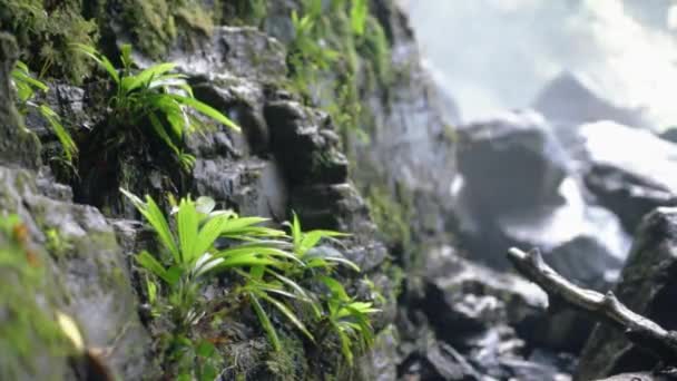 ジャングルの滝の隣の熱帯植物 — ストック動画