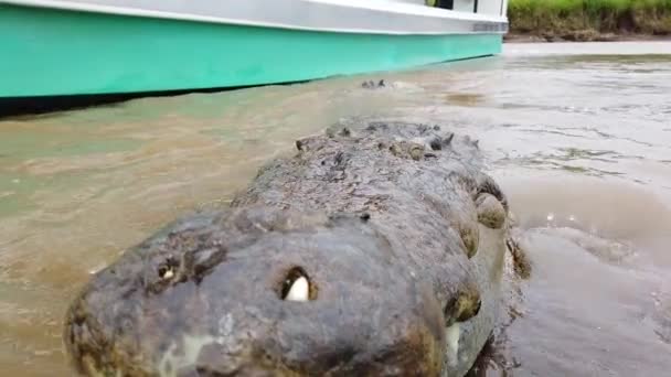 Grand Crocodile Attaquant Dans Une Rivière — Video