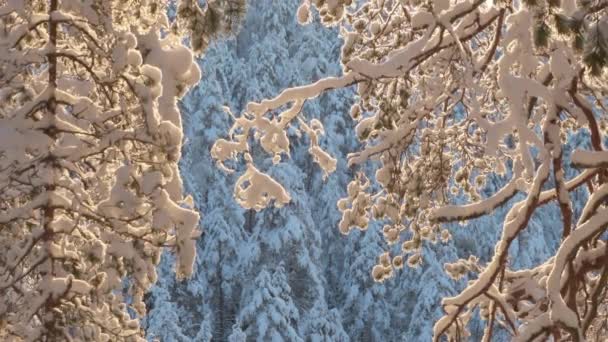 Ijskristallen Vallen Een Besneeuwd Winterbos Ken Burns Uitzoomen Effect — Stockvideo