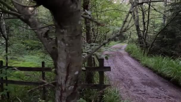 Geheime Straßeneinfahrt Einem Schwedischen Wald — Stockvideo
