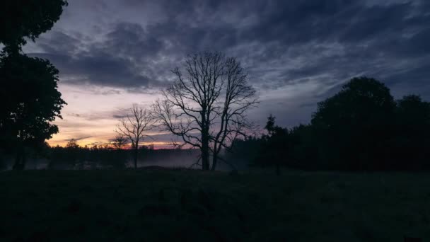 Timelapse Nascer Sol Prado Com Nevoeiro — Vídeo de Stock