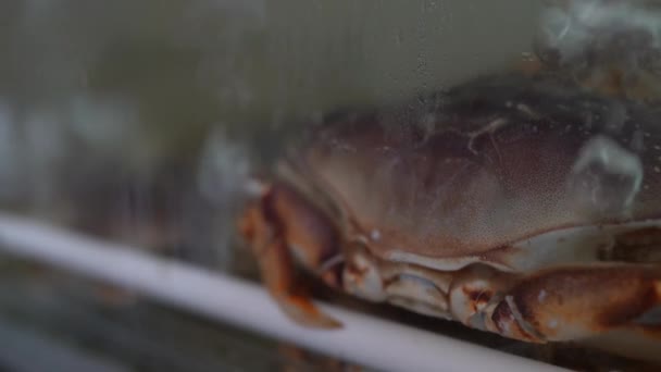 Een Gevangen Krab Wachtend Zijn Onvermijdelijke Lot Het Bord Van — Stockvideo