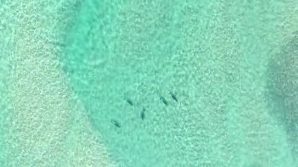 Altitud Alta Aerial Masivo Bacalao Delfines Mar Rojo Vista Aérea — Vídeos de Stock